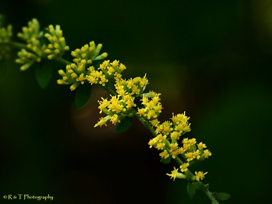 {Solidago sphacelata}